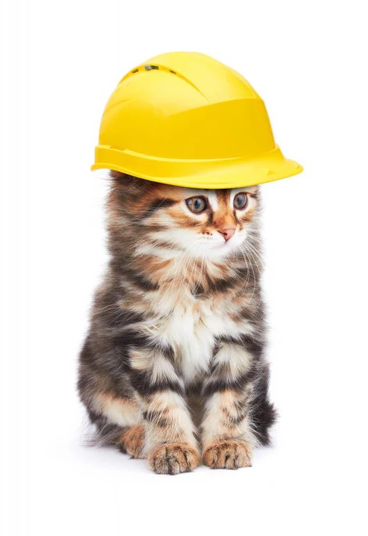 Cat wearing a hard hat